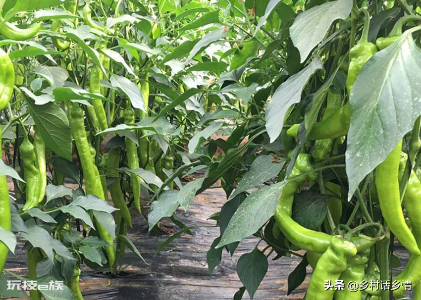 夏天可以种什么菜最合适(适合种植五种高产蔬菜品种)-图片2